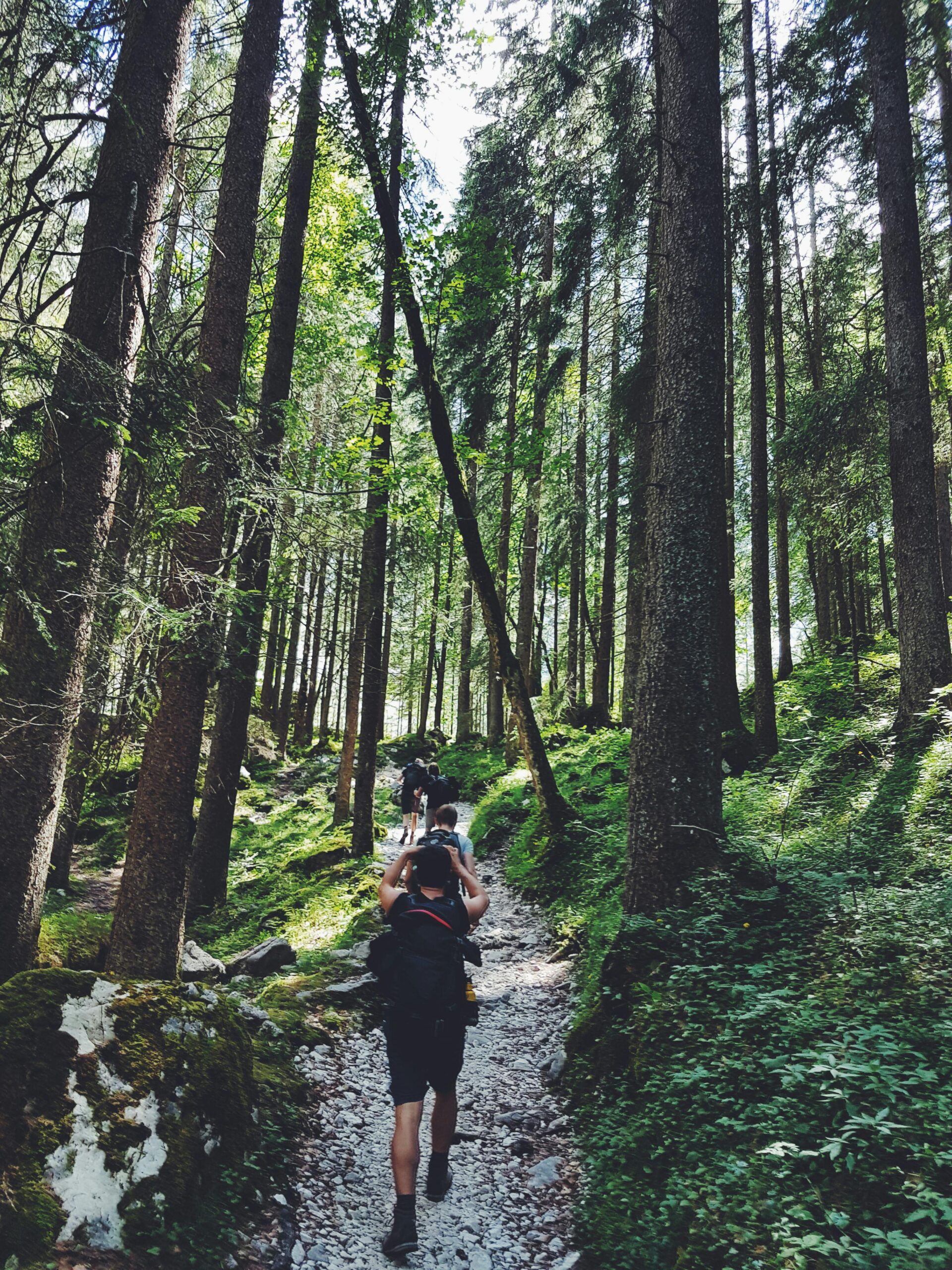 A person walking along a forest trail surrounded by tall trees and soft natural light, symbolizing presence, grounding, and the mindful awareness practices explored at The Mindful Place in Ontario.